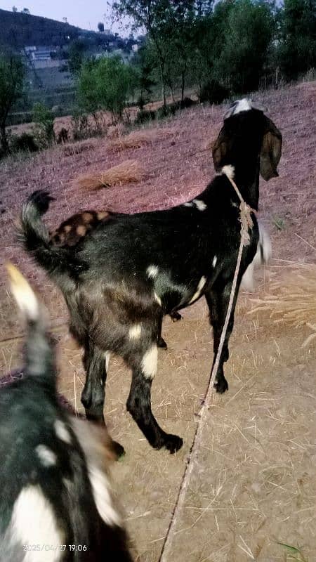 Bakra for Qurbani in 2025 16