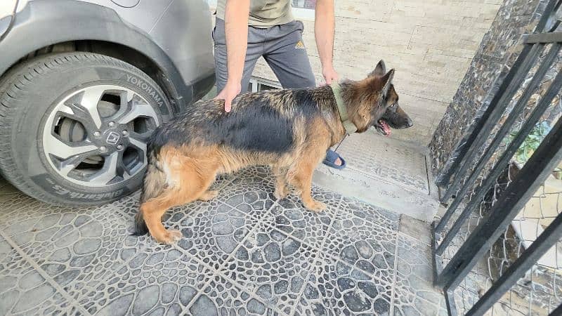 German Shepherd puppies|long Coat|GSD|female puppies|Black|Black Tan 3