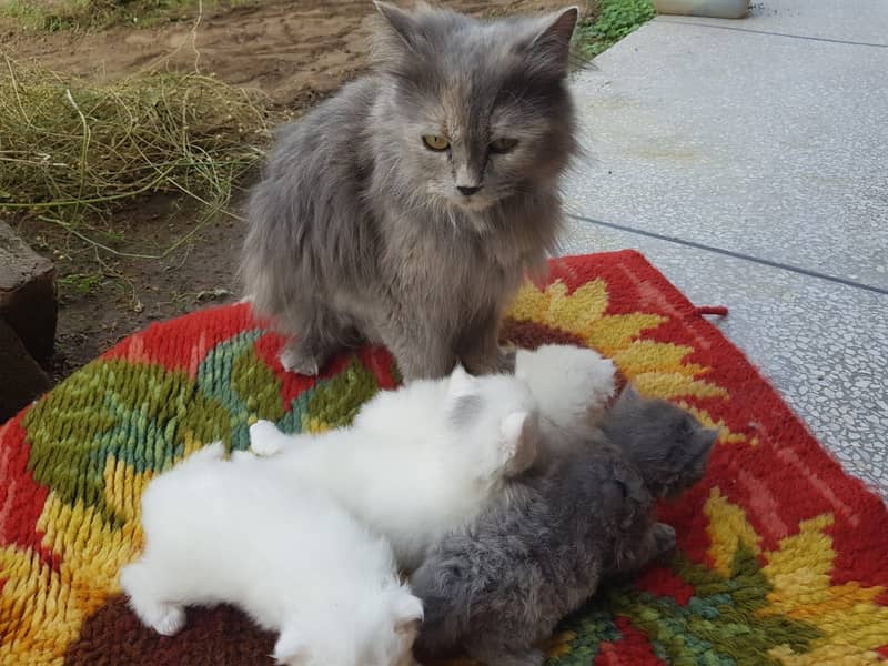 Triple coat female and kids available 0