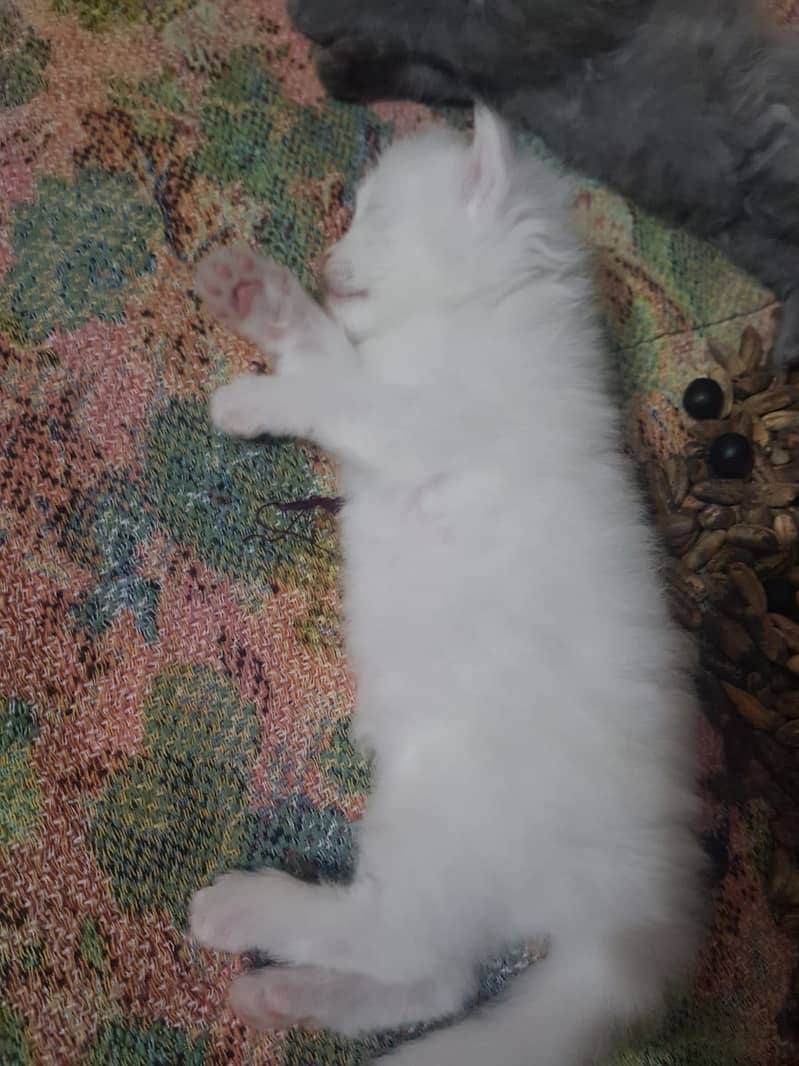 Triple coat female and kids available 1