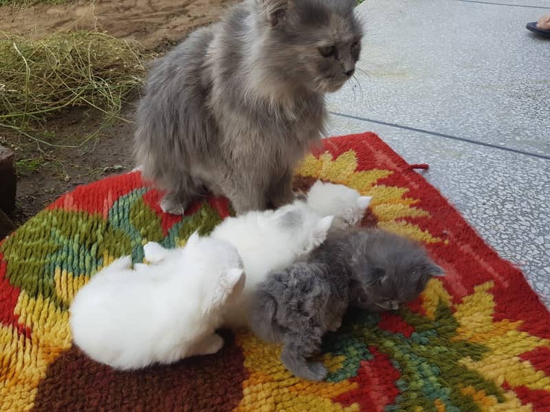 Triple coat female and kids available 2