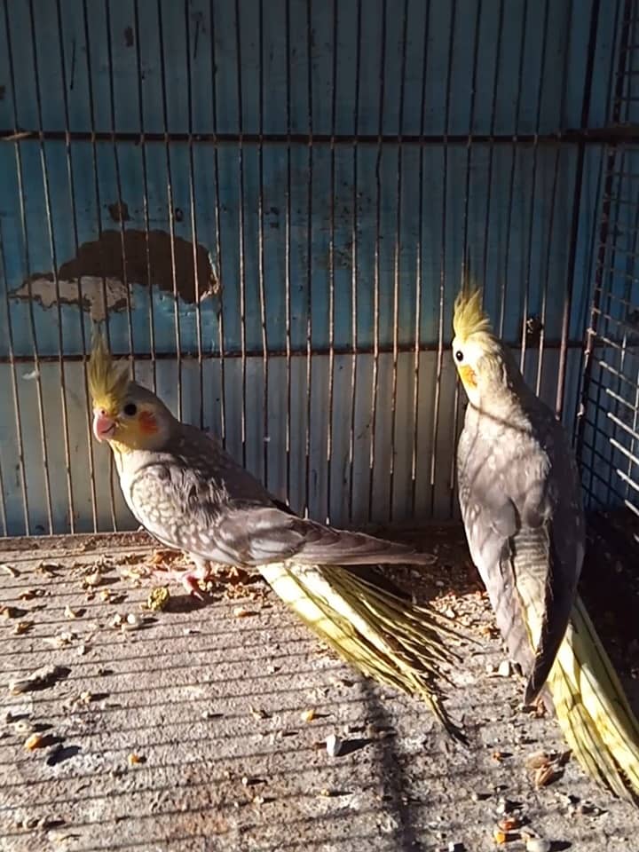 Peral 2 pec age almost 4 months 0