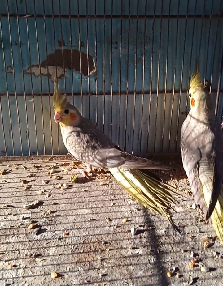 Peral 2 pec age almost 4 months 2