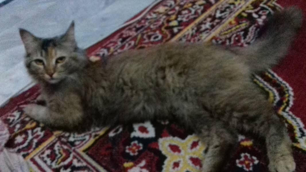 Female Cat is Available 10