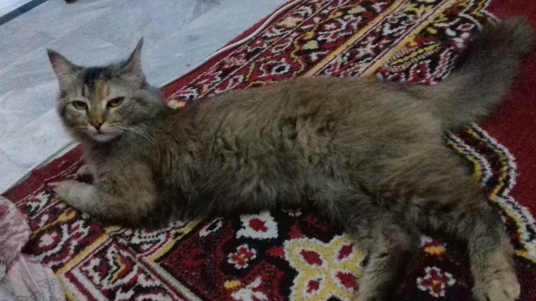 Female Cat is Available 1