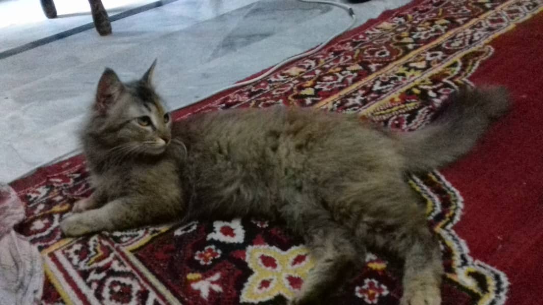 Female Cat is Available 2