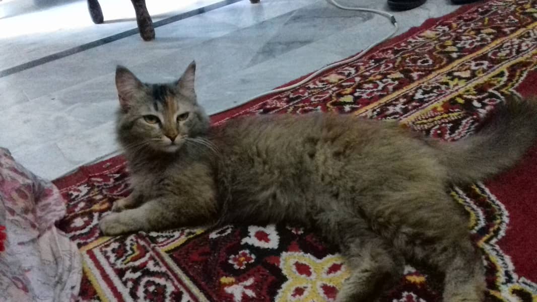 Female Cat is Available 3