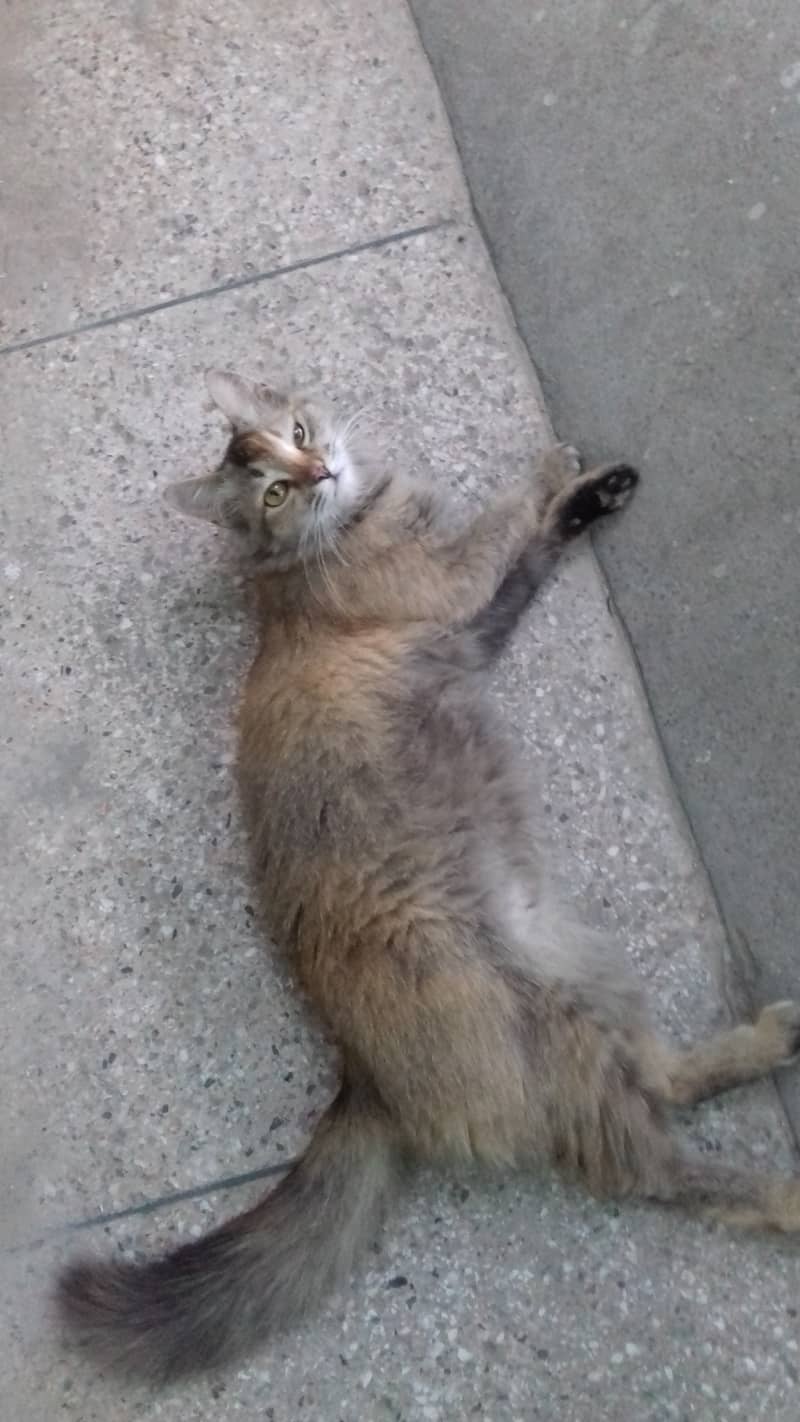 Female Cat is Available 4