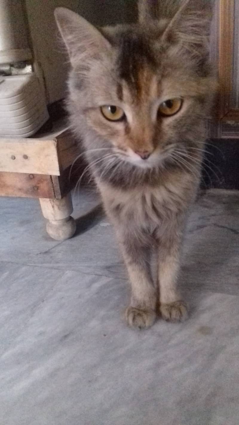 Female Cat is Available 5