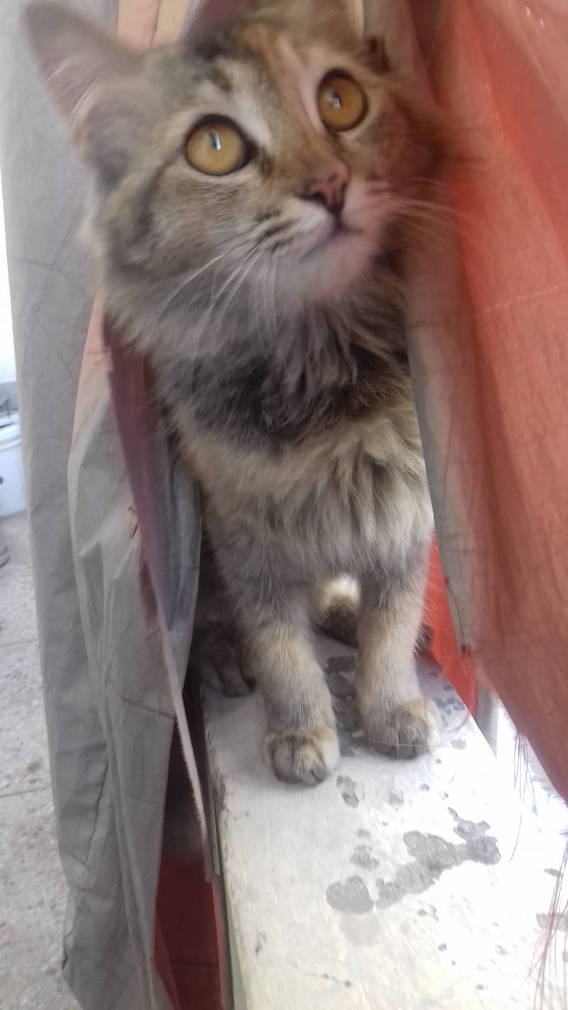 Female Cat is Available 7