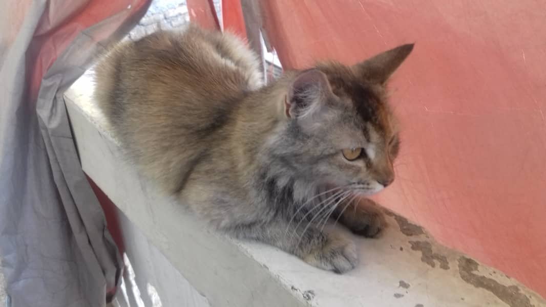Female Cat is Available 8