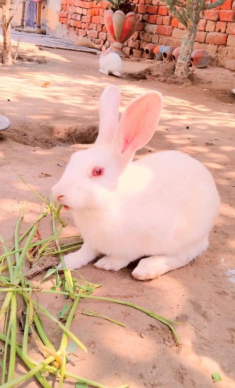 Red eye Bunny's ( Full White ).   0309-4698495 0
