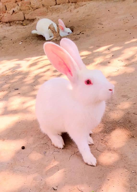 Red eye Bunny's ( Full White ).   0309-4698495 1