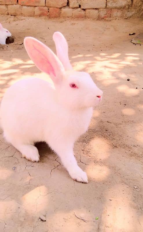 Red eye Bunny's ( Full White ).   0309-4698495 2