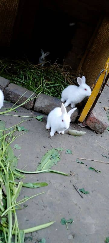Red eye Bunny's ( Full White ).   0309-4698495 3