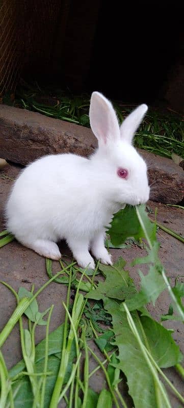 Red eye Bunny's ( Full White ).   0309-4698495 4