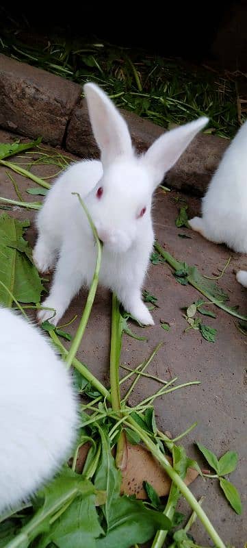 Red eye Bunny's ( Full White ).   0309-4698495 5