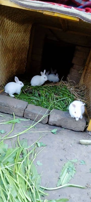 Red eye Bunny's ( Full White ).   0309-4698495 6