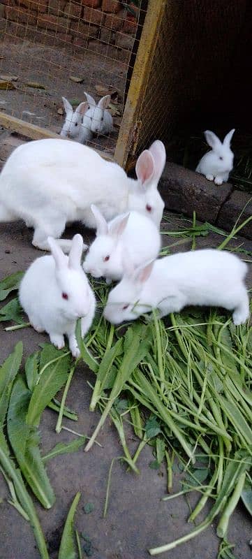 Red eye Bunny's ( Full White ).   0309-4698495 7