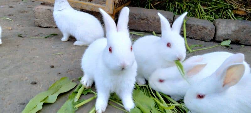 Red eye Bunny's ( Full White ).   0309-4698495 8