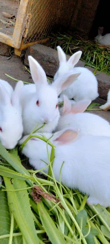 Red eye Bunny's ( Full White ).   0309-4698495 9