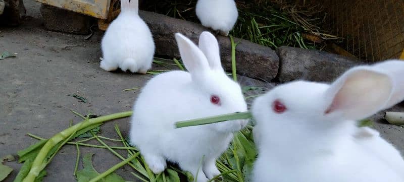Red eye Bunny's ( Full White ).   0309-4698495 10