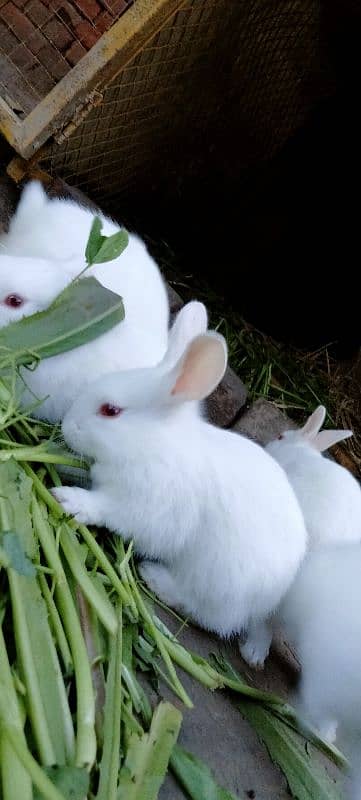 Red eye Bunny's ( Full White ).   0309-4698495 11