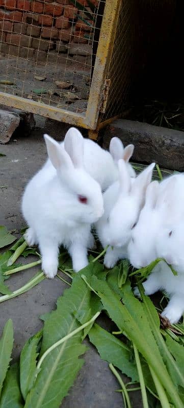 Red eye Bunny's ( Full White ).   0309-4698495 12