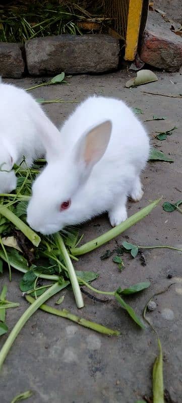 Red eye Bunny's ( Full White ).   0309-4698495 14