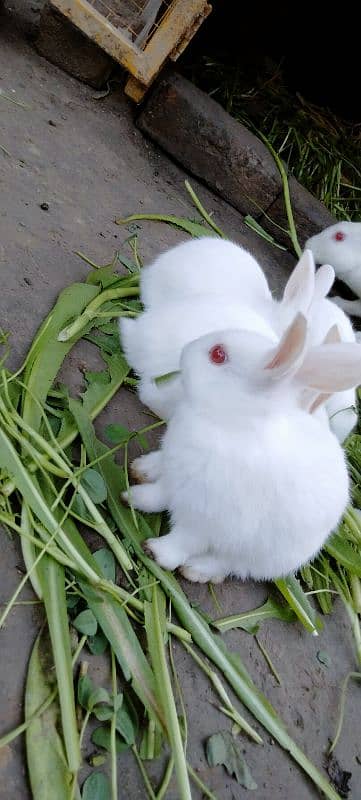 Red eye Bunny's ( Full White ).   0309-4698495 15