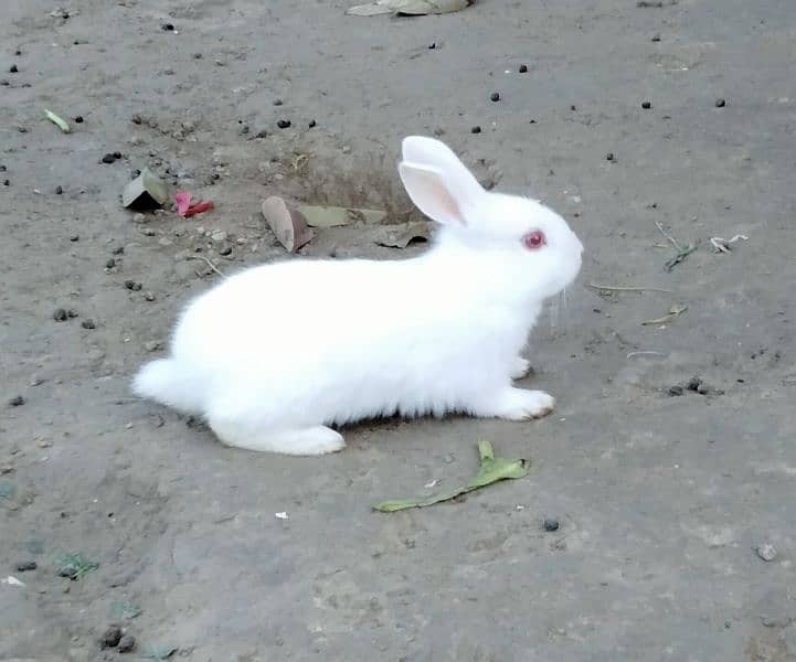 Red eye Bunny's ( Full White ).   0309-4698495 17