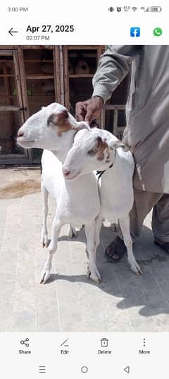 2, daant gulabi jori