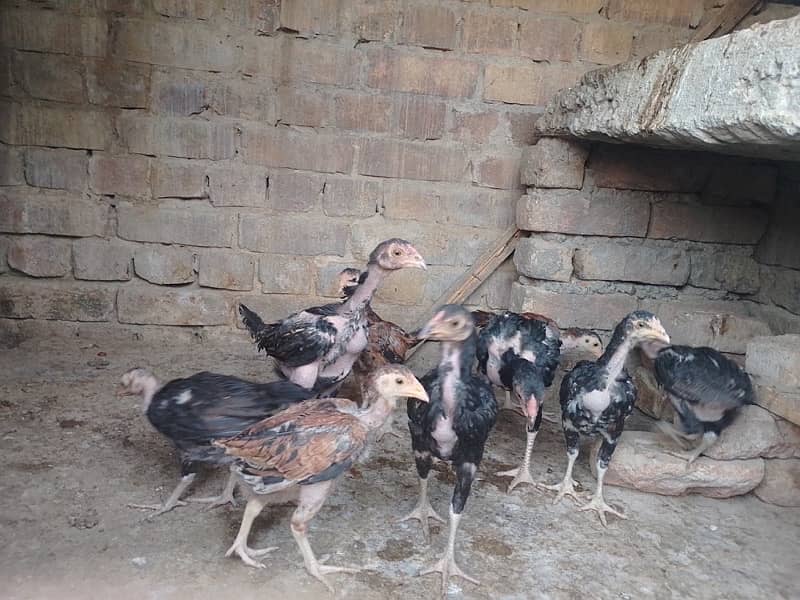 Aseel chicks 0