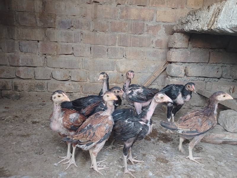 Aseel chicks 1