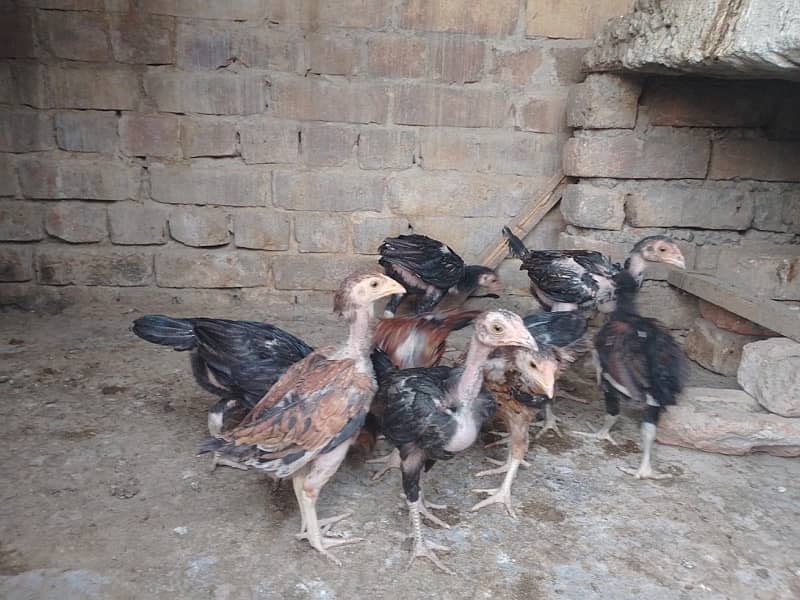 Aseel chicks 2