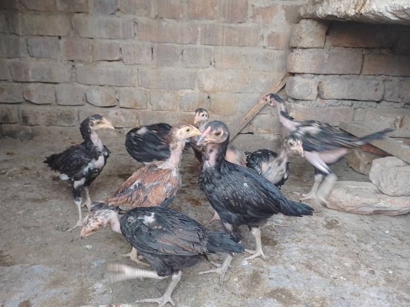 Aseel chicks 3