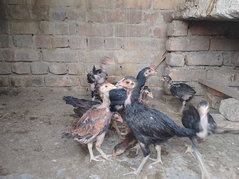 Aseel chicks 4