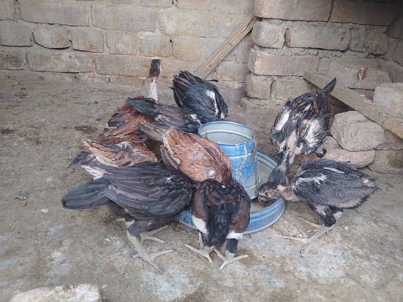 Aseel chicks 5
