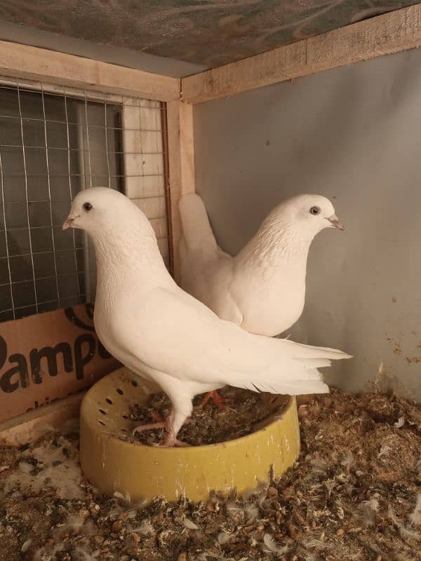 Indian High Flyer White Pair For Sale 0