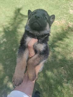 german shepherd double coat