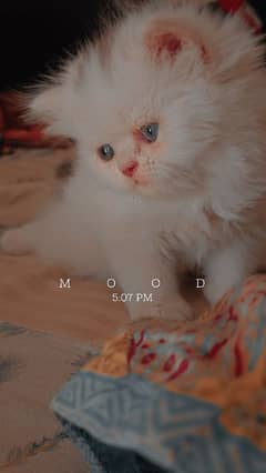 peki punch kitten