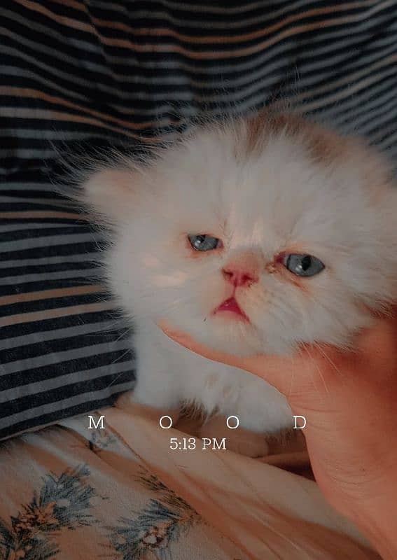 peki punch kitten 1