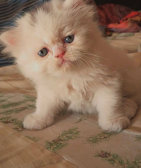 peki punch kitten 3