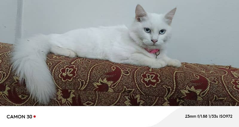 Pure Persian double coated blue eyes kitten 0