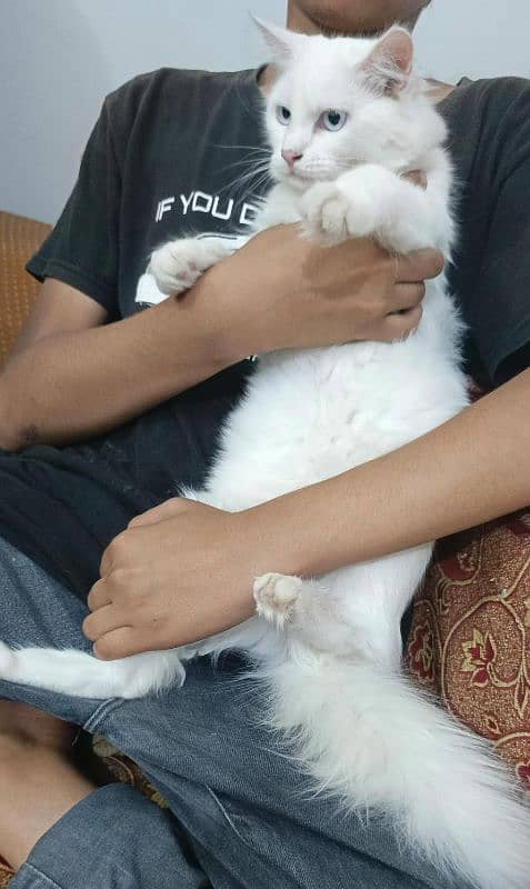 Pure Persian double coated blue eyes kitten 1