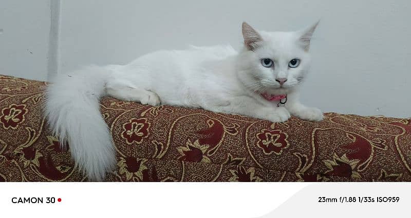 Pure Persian double coated blue eyes kitten 4