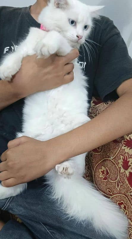 Pure Persian double coated blue eyes kitten 5