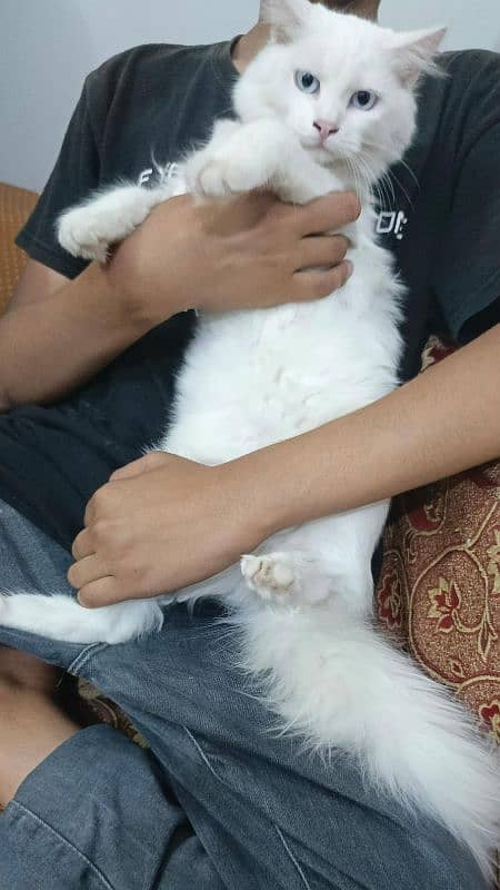 Pure Persian double coated blue eyes kitten 7