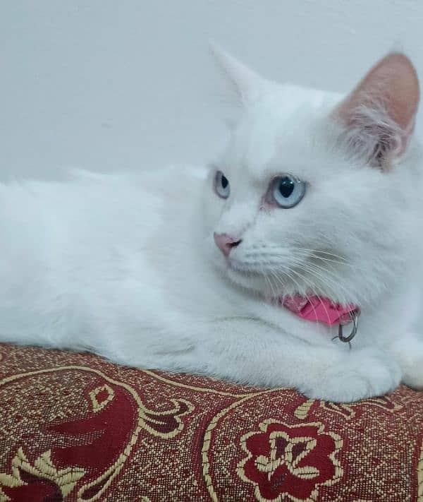 Pure Persian double coated blue eyes kitten 8
