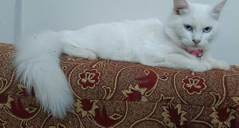 Pure Persian double coated blue eyes kitten 9
